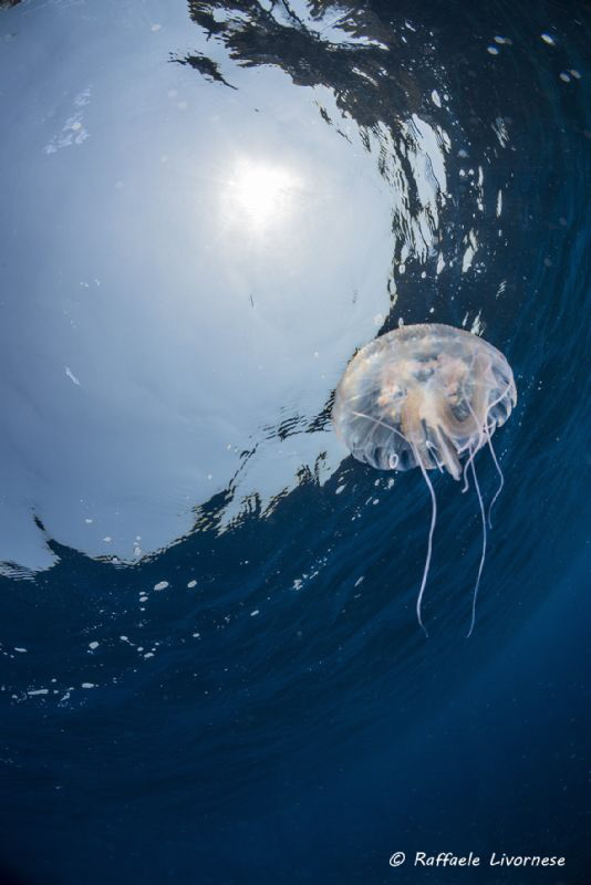 Jelly fish in the sun by Raffaele Livornese 