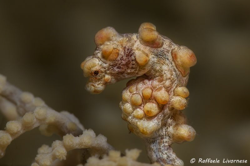 pregnamt pigmy seahorse by Raffaele Livornese 