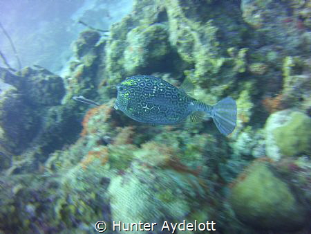 I caught him on the fly at Purto Mari.
 by Hunter Aydelott 