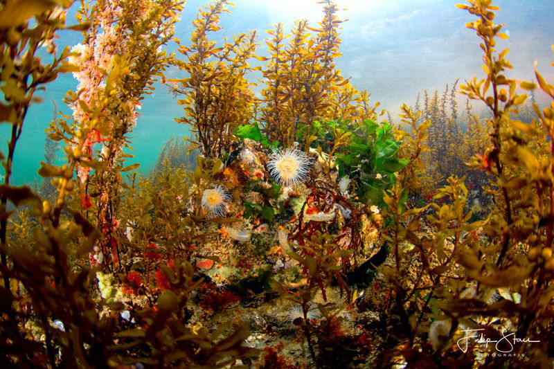 Underwater landscape, Lake Grevelingen, Zeeland, The Neth... by Filip Staes 