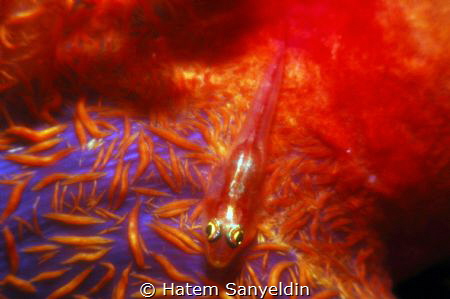 I belive in being transparent :-) by Hatem Sanyeldin 