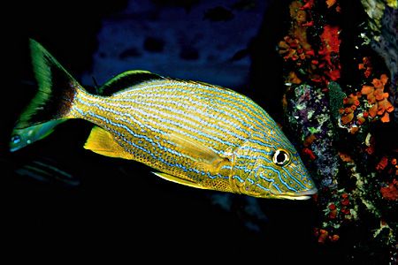 Bluestriped Grunt - SLR, Ikelite Substrobe Ai on TTL by Laszlo Ilyes 
