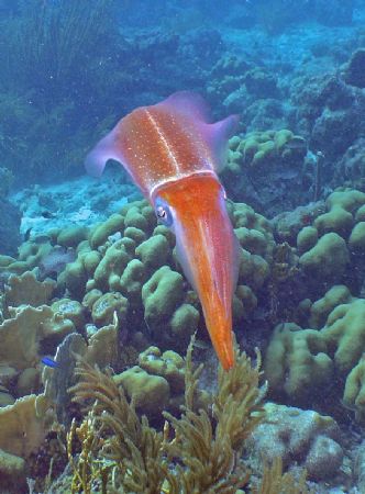 pictuer taken of a squid - Dive site is The Lake - THe sq... by Carolyn Frankhauser 