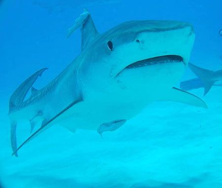Tiger shark with remoras, tiger beach. by Andy Colls 