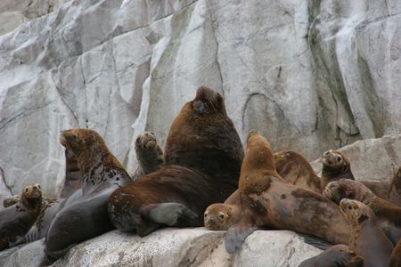 Lobo de mar, Chilean fjords, Patagonia, in a colony of >8... by David Thompson 
