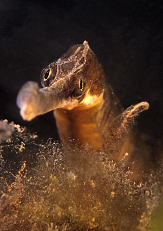 Pipefish.
Babbacombe beach, Devon.
F90X, 60mm by Mark Thomas 