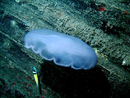 Jelly against backdrop of the speigle grove wreck. by Frank Catrini 