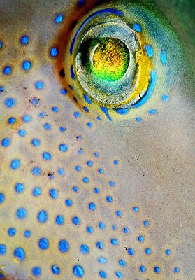 What a wonderful eye! This is a full frame close-up of th... by Arthur Telle Thiemann 