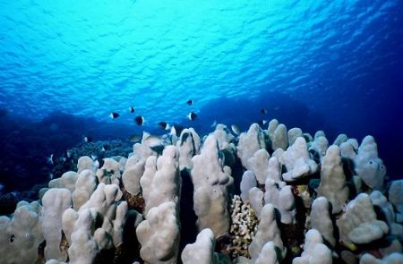 Blue Dream.
Ras Nasrani, Sharm, Egypt. by Erich Reboucas 