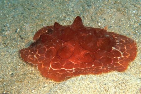 Susania testudinaria by Marco Fava 