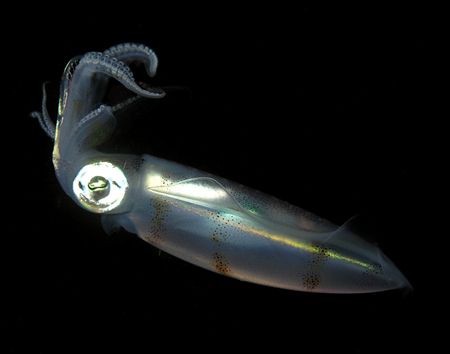 Night squid taken at Sandy Bottom. Olympus C8080 by Nick Hobgood 