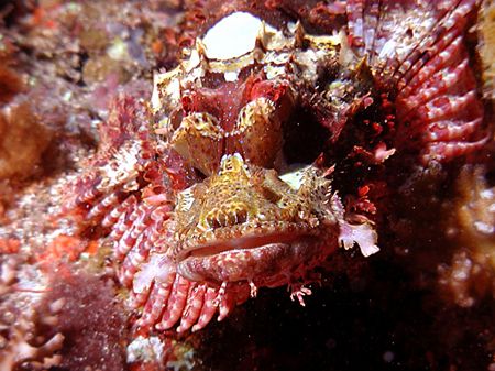This is a face only a mother - or another scorpionfish - ... by Michael Canzoniero 