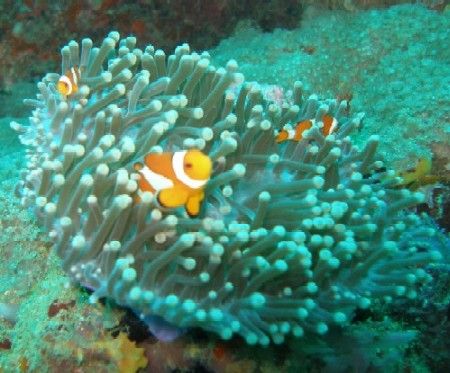 A joyful anemonefish family by Gordana Zdjelar 