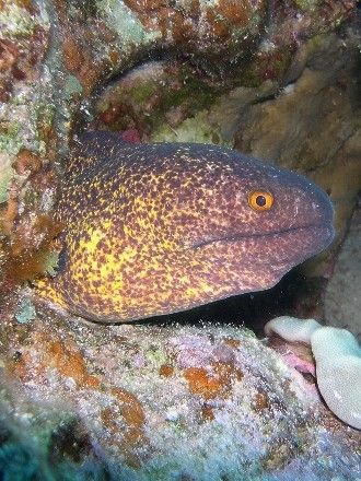 Moray eel taken at Ras Tantur with Nikon Coolpix 4300. by Nikki Van Veelen 
