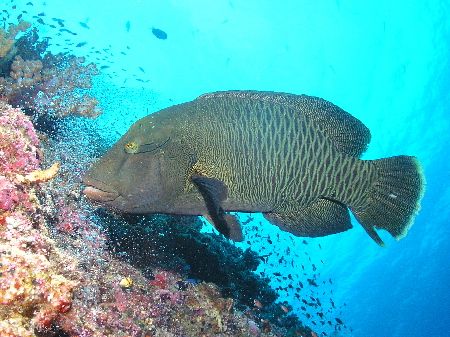 "Big Dog" Normally the last dive of the day was done at t... by Damien Preston 