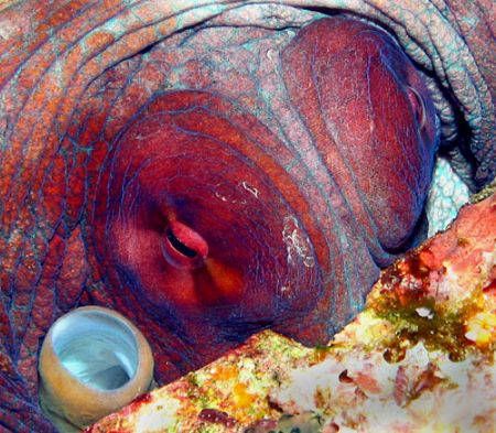 The watchful eyes of the Octopus in Taiwan, Green Island,... by Alex Tattersall 