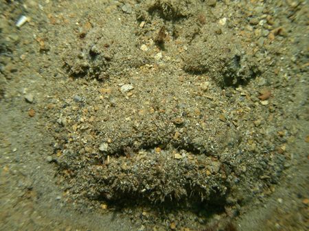 Face in the sand. Ended up being a huge stone fish. Olymp... by Brad Cox 