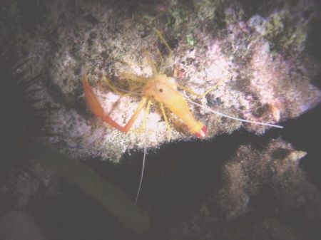 Prawn by Hakan Taslicay 