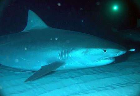 Tiger Beach - the best night dive in the world and only 4... by Andy Colls 