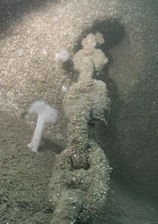 Anchor chain & plumose anemone.
HMS Scylla, Whitsand Bay... by Mark Thomas 