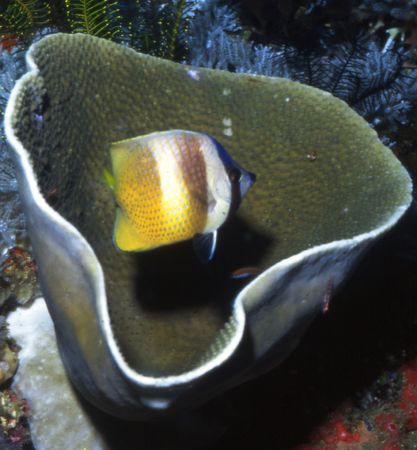 Fishbowl. by David Spiel 