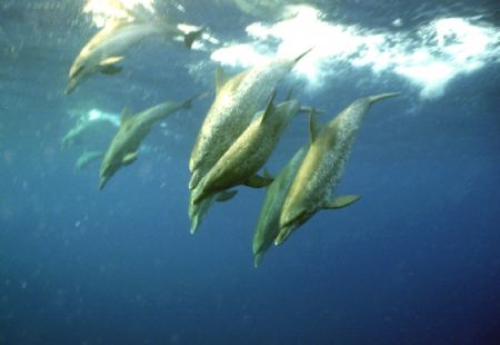 Atlantic spotted dolphin off Gladden Spit, Plancencia, Be... by Chuck Ince 