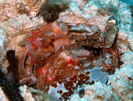 Giant Mantis Shrimp at Kapalai by Alex Lim 