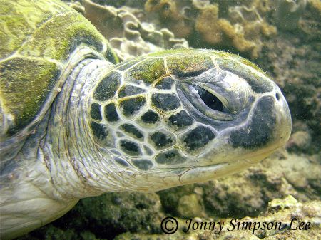 Shot in early May 2006 using a Sea&Sea DX-8000G. Muscat -... by Jonny Simpson-Lee 
