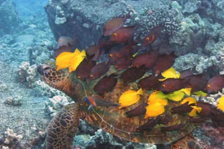 "All aboard for the turtle ride."
Turtle cleaning statio... by Ting Tsui 