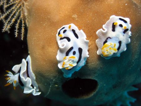 Happy family taken at Sipadan Island, East Malaysia by Dennis Siau 