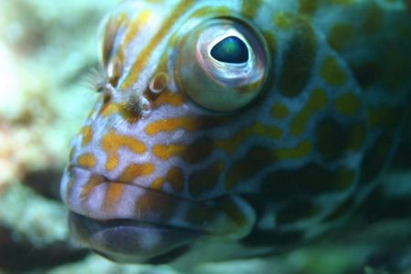 Stocky Hawkfish - Hawaiian name Po'opa'a. North Shore Oah... by Glenn Poulain 