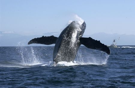 This photo was taken in Puerto Vallarta.
Nikon D1x lens ... by Eduardo Lugo 