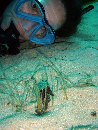 Beauty and the Beast: An Italian diver who loved sea hors... by David Thompson 