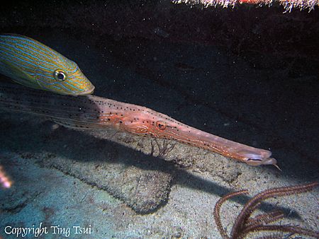 "Fish buddy piggyback", Key Largo, FL by Ting Tsui 