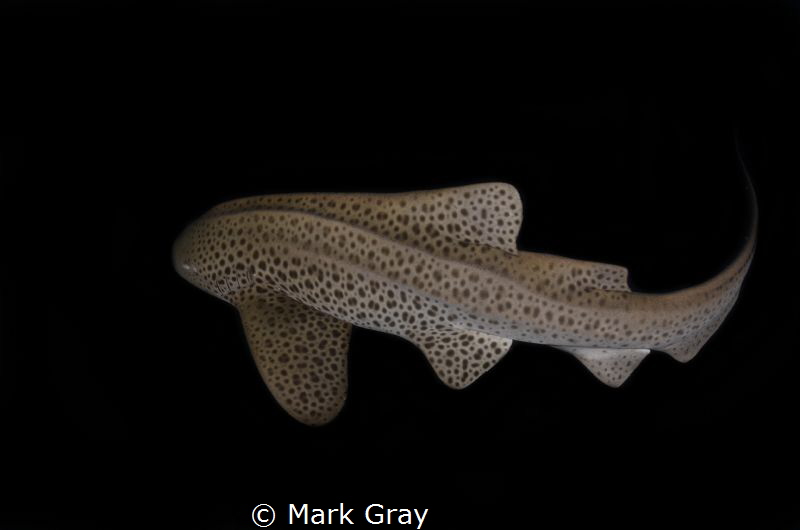 Leopard Shark at Julian Rocks, Byron Bay Australia by Mark Gray 