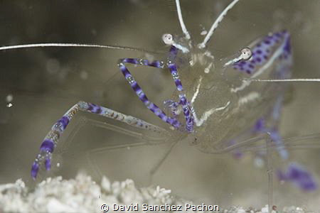 Combing... hopping!
After a couple of shots and looking ... by David Sanchez Pachon 