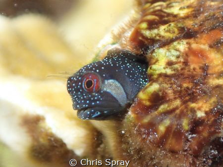 Twinhorn Blenny
Tg4, UFL3 strobes by Chris Spray 