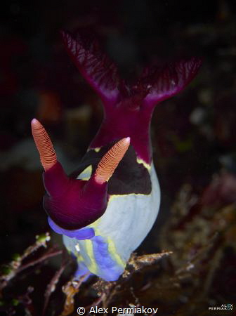 Nembrotha Chamberlaini by Alex Permiakov 