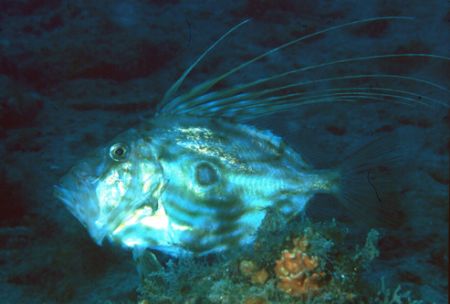 young zeus faber in Capo Noli (SV) may 2006 by Marco Fava 