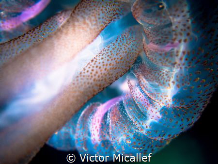 detail of a jelly fish by Victor Micallef 
