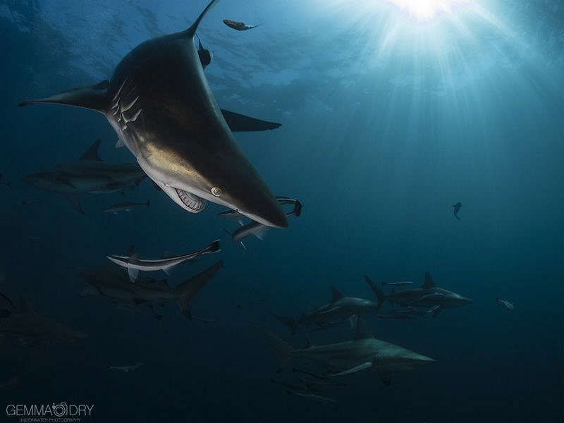 Oops I cut the dorsal off...but this shark was beautiful ... by Gemma Dry 