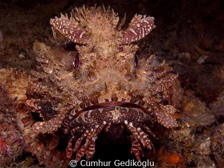 Scorpaena scrofa by Cumhur Gedikoglu 