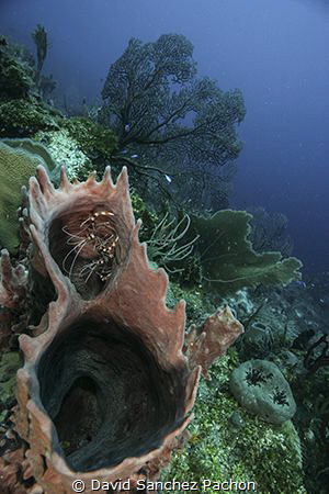 Quiet at home.

I used my shaker to advice all the dive... by David Sanchez Pachon 