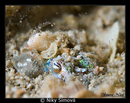 Burrowing Sepiola by Niky Šímová 