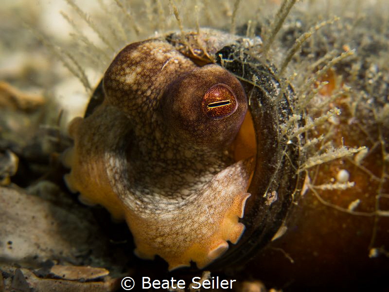 Hello neighbour ! by Beate Seiler 