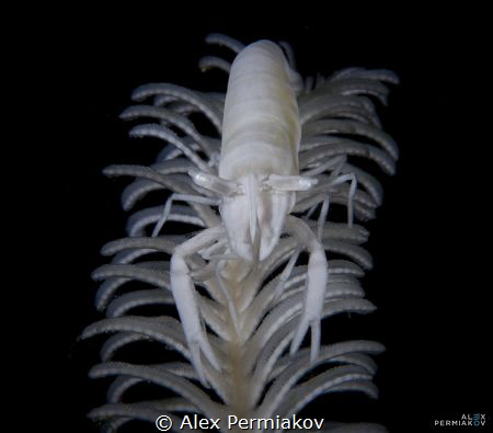 Crinoid shrimp by Alex Permiakov 