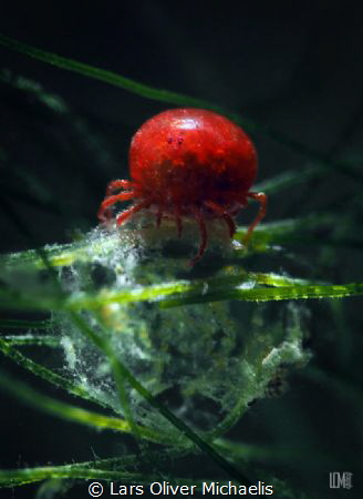 critters in Germany!
water mite Elayis sp. (1-2mm), snoo... by Lars Oliver Michaelis 