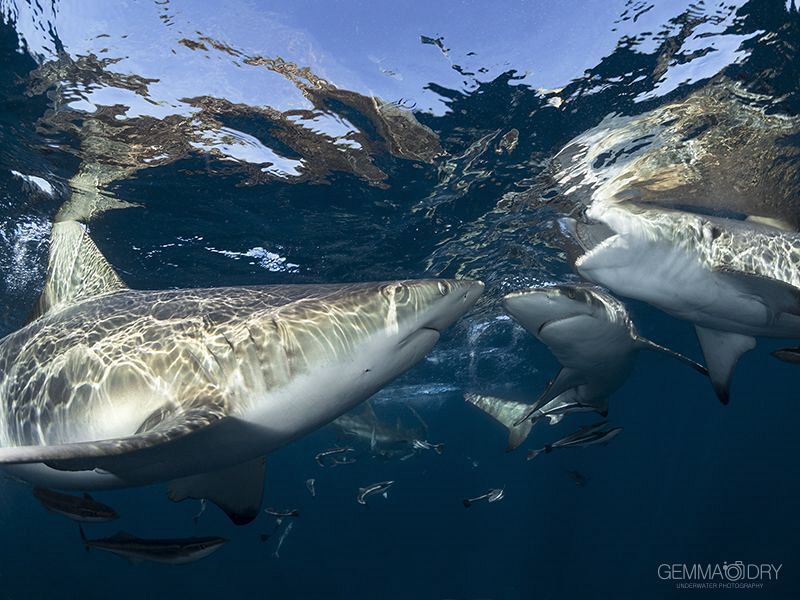 Oceanic Blacktips having a quick snack at the surface. by Gemma Dry 