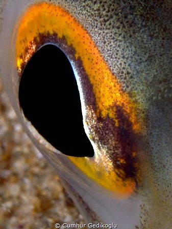 Ariosoma balearicum eye by Cumhur Gedikoglu 