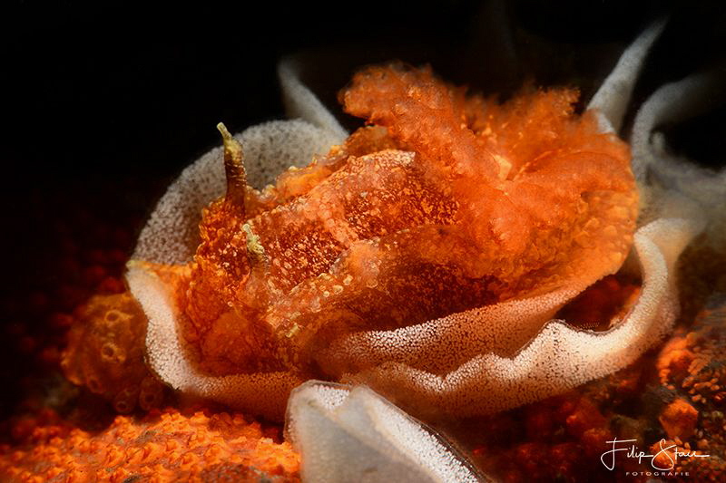 Goniodoris castanea, Zeeland, The Netherlands. by Filip Staes 